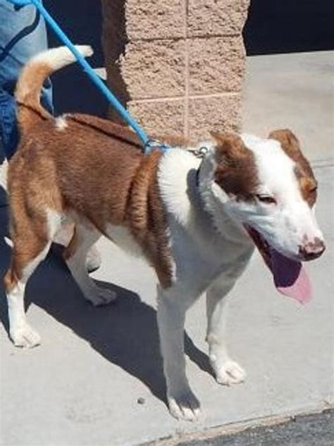 mesquite animal shelter lost and found|mesquite tx animal control.